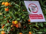 Xiaomi 17 Ultra photo of Phu Quoc kumquat tree