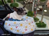 Chihuahua in stroller, Phu Quoc, Xiaomi 17 Ultra.
