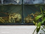 Lobsters in aquarium tanks, Phu Quoc, Vietnam.