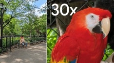 Google Pixel 11 zoom feature with parrot.