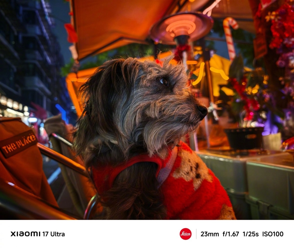 Shaggy dog in red sweater, night scene, Leica camera.