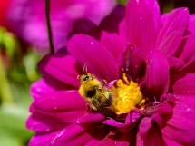 Bumblebee on a magenta flower.
