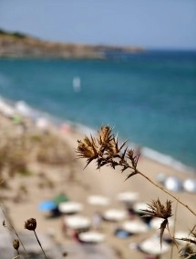 Dried thistle-like plant overlooking blurred beach.
